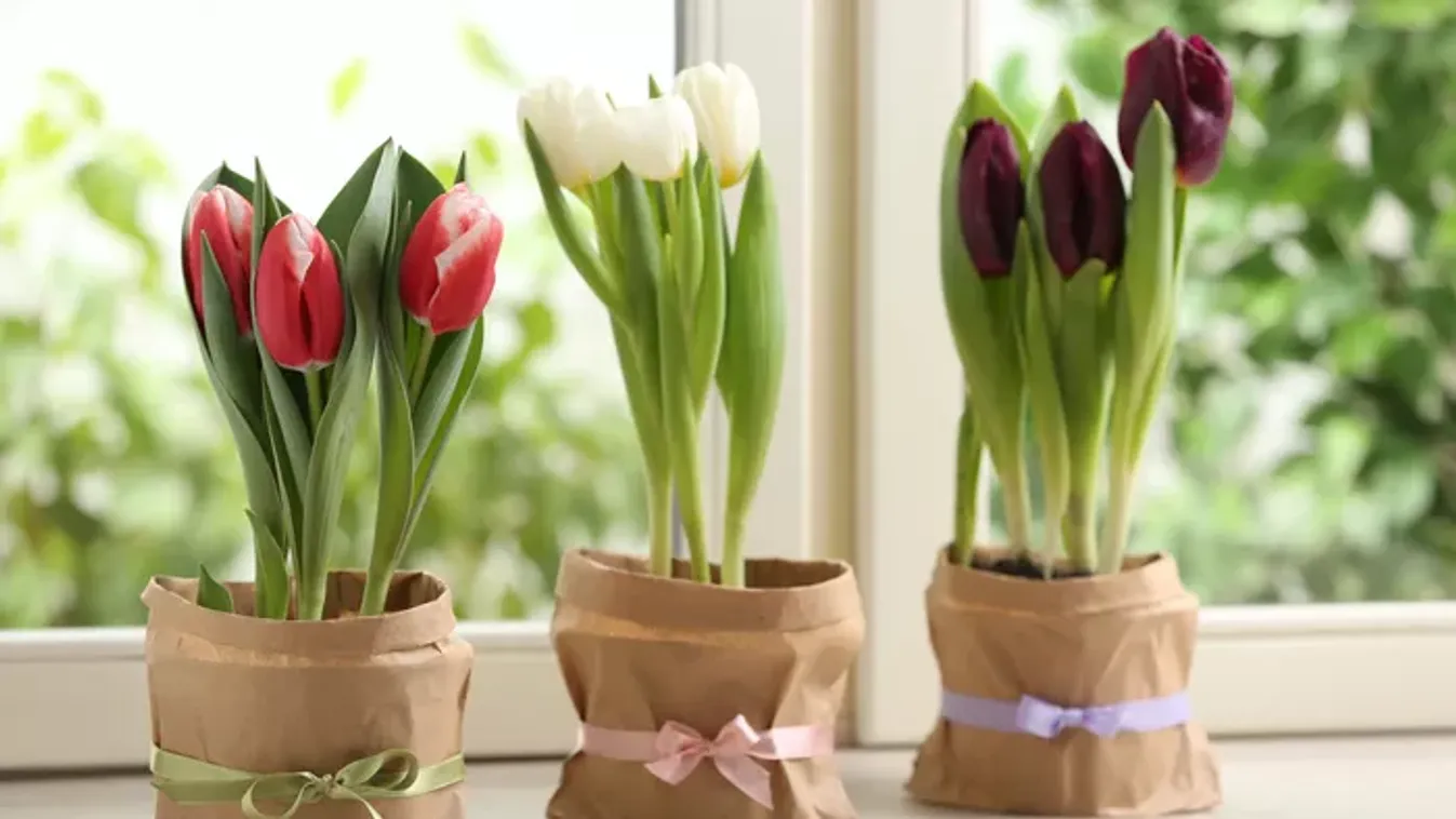 Így lesz hosszú életű a szobában a cserepes tulipán