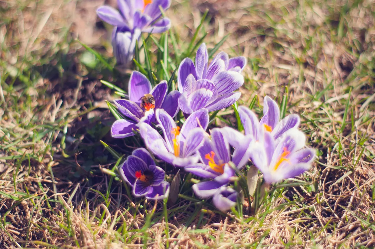 Hamarosan érkezik a tavasz