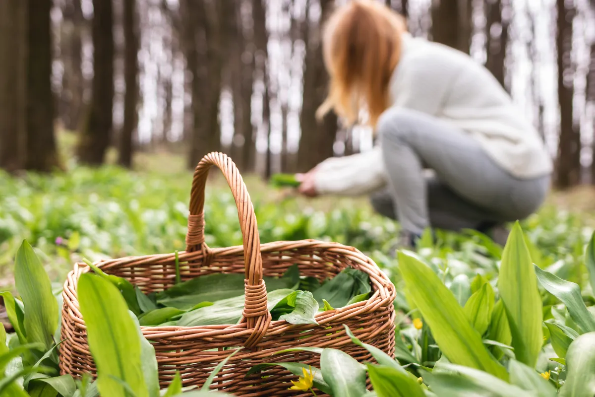 Zöldség: medvehagyma Woman,Picking,Wild,Garlic,(allium,Ursinum),In,Forest.,Harvesting,Ramson