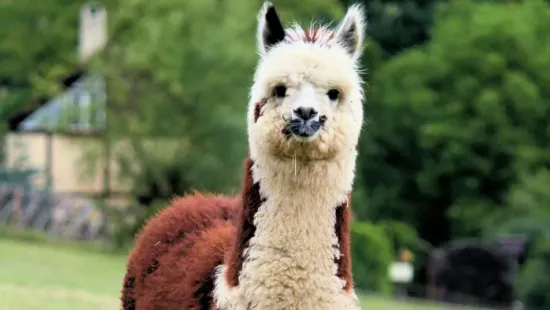 Elképesztő: elszabadult egy láma Budapesten - Videó!