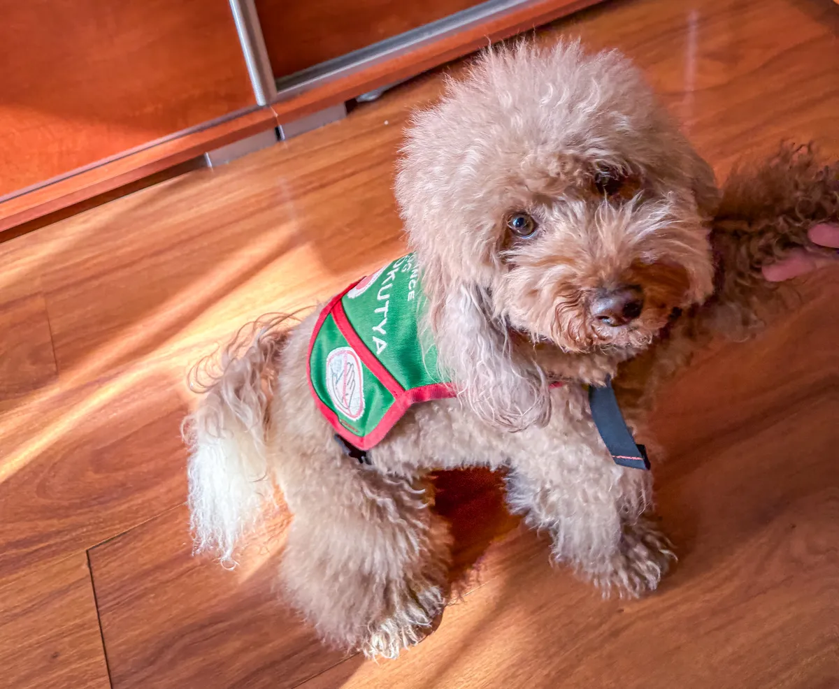 Amikor megkapja a hámot, onnantól várja a feladatokat