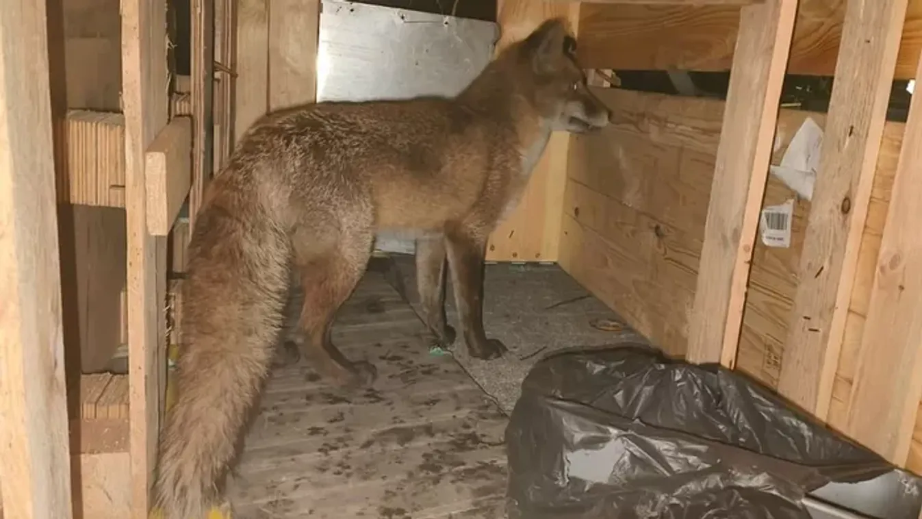 Róka szökött fel egy hajóra Angliában, Amerikában kötött ki