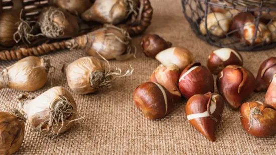 Egyszerű ötlet, tizedannyi munka: Így tedd le a virághagymát a talajba