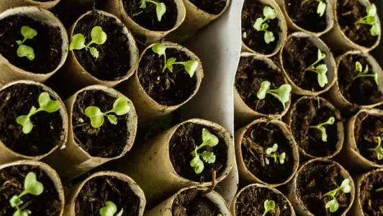 Már lehet csatlakozni a közösségi gazdaságokhoz – kinek és miért érheti ez meg?