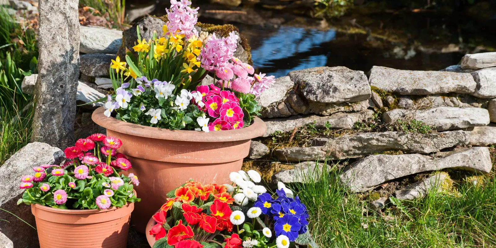 5 virág, amit márciusban kell elültetni a kertbe