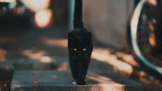 Leleplezte a péntek 13. titkát a magyar főboszorkány: tedd ezt, és szerencsés leszel!