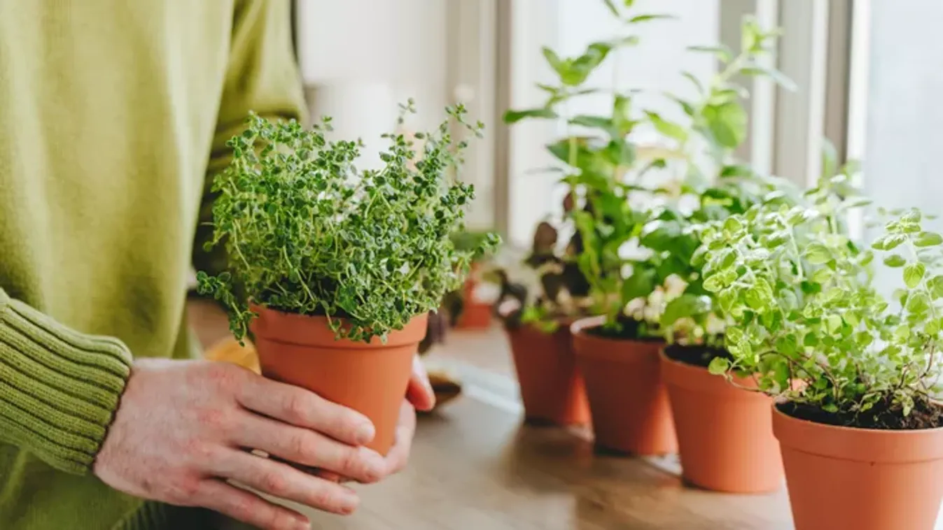 Már március végére lehetnek friss fűszernövényeid