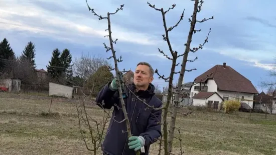 „A gyümölcsfák folyamatosan munkát adnak" - Vincze Ottó a saját kertjében kezdte a tavaszt