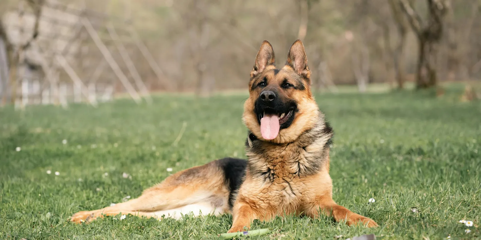 Egy kutya kiszagolta a gazdája betegségét