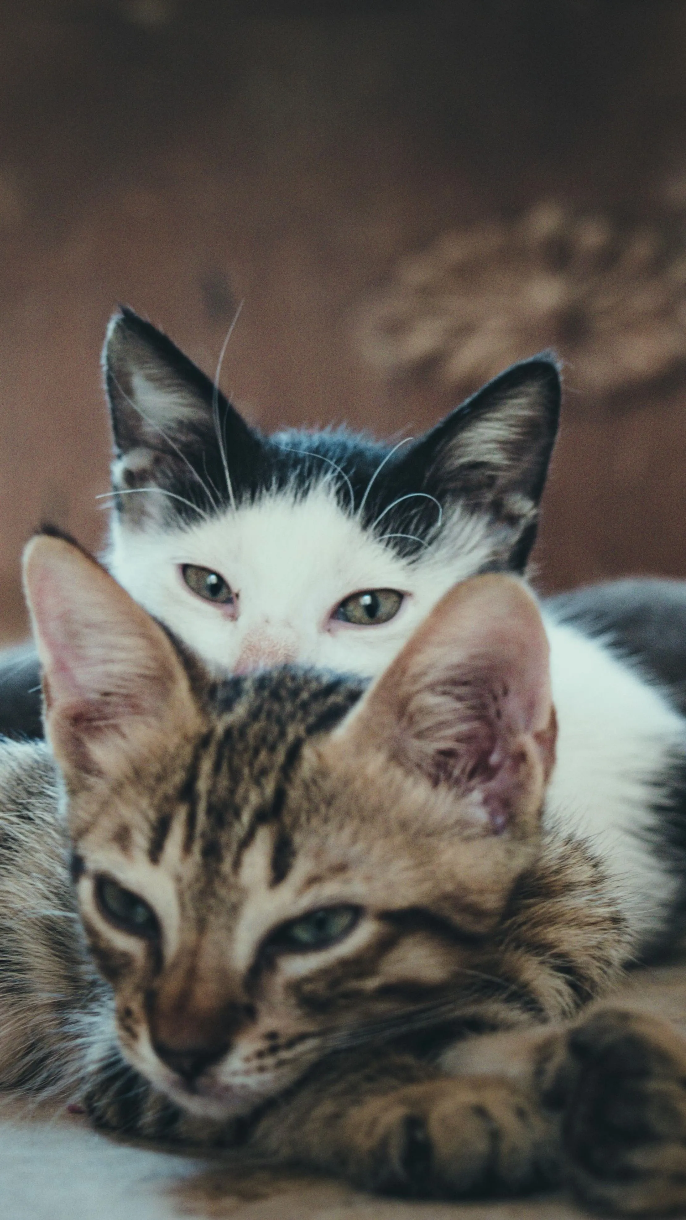 Három hajó is elsüllyedt a világ legszerencsésebb macskája alatt!