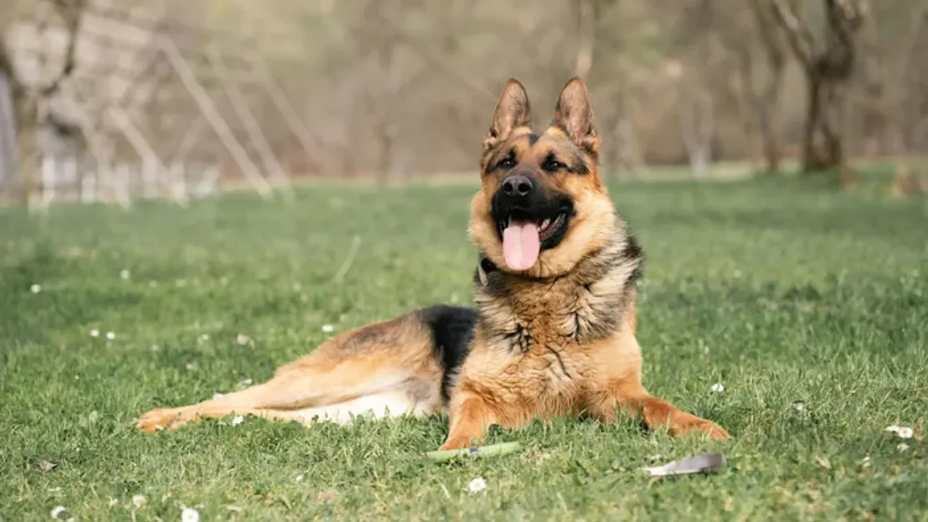 „A kutyám mentette meg az életemet - megérezte a rákot a leheletemen”