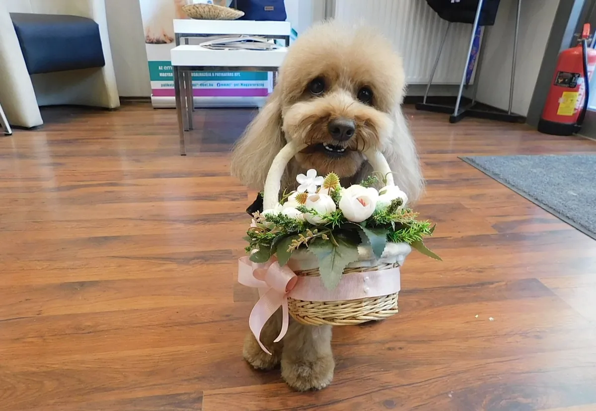 Bambi éppen Ágónak kedveskedik egy csokor virággal