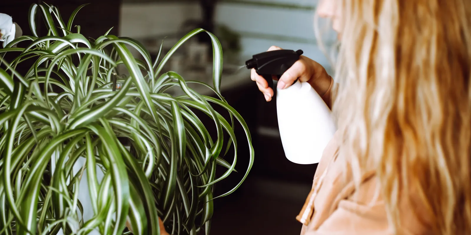 Ezt tedd, ha tél végére kókadoznak a szobanövényeid