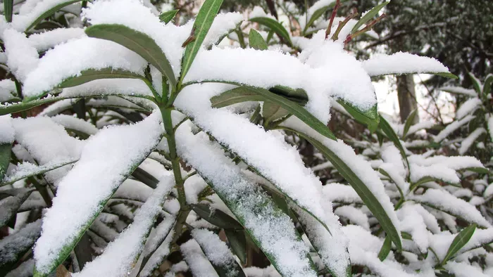 Durva, mi tett az idei január a leanderekkel