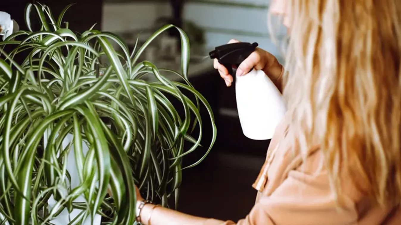 Ezt tedd, ha tél végére kókadoznak a szobanövényeid