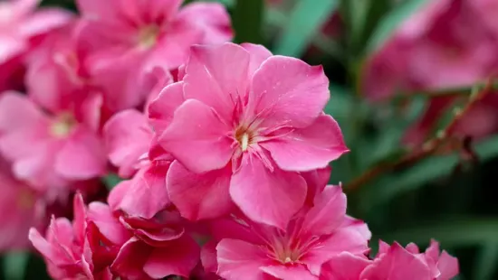 Ezt kell tenned most a leanderrel, hogy egész nyáron ontsa a virágot