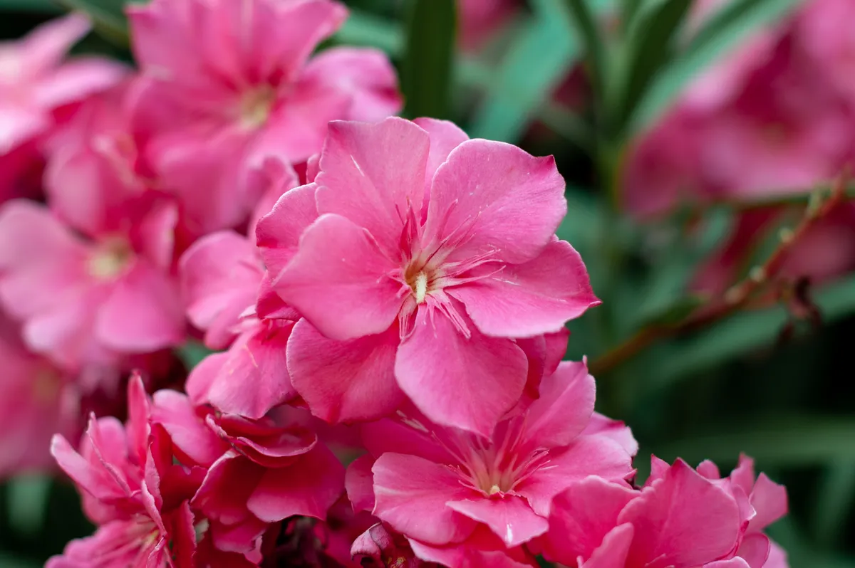 Leander Blooming,Pink,Oleander,Flowers.,Nerium,Oleander.,Floral,Background.,Selective,Focus