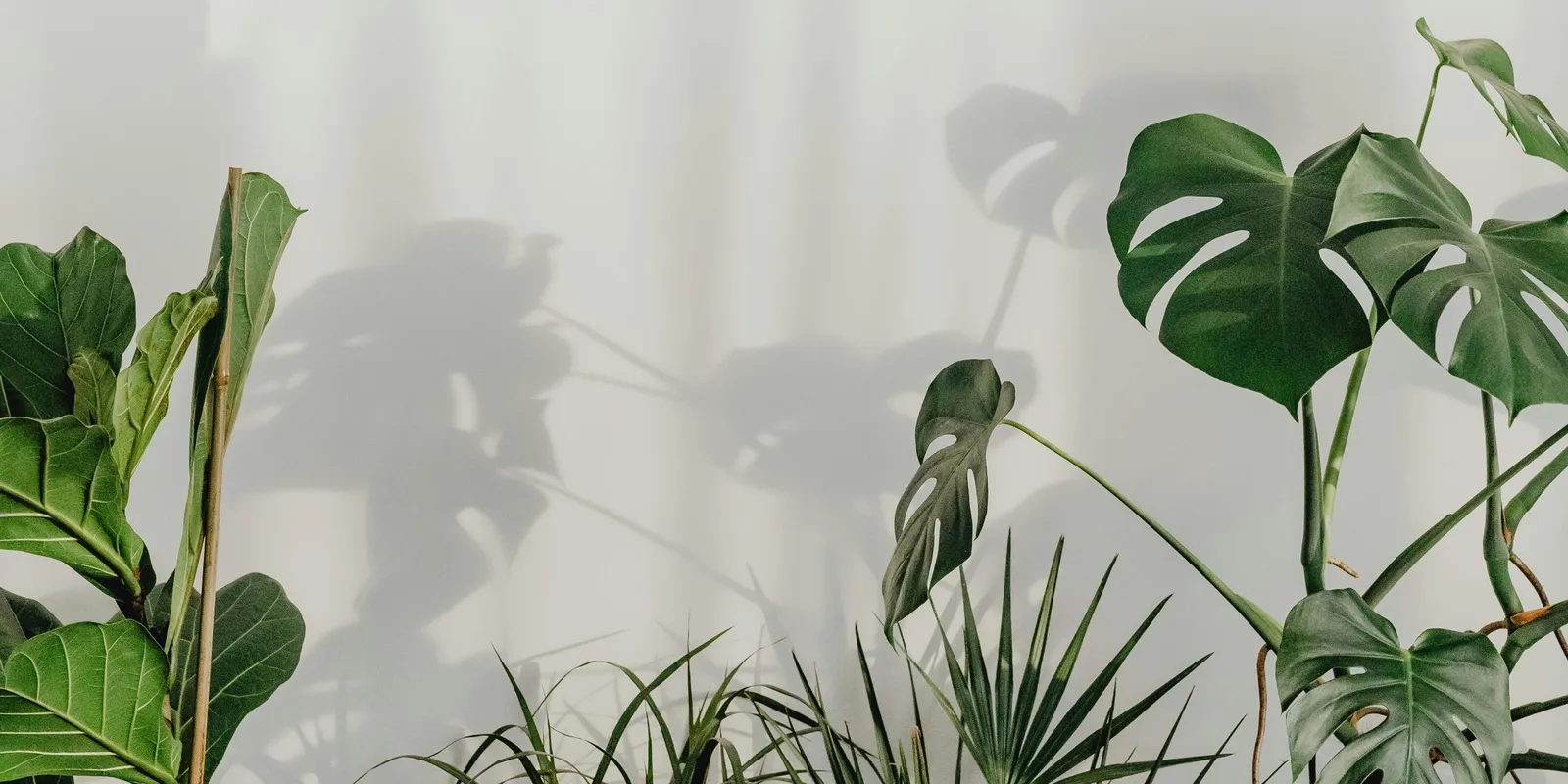 Ez a három szobanövény csodát művel a hálószobában