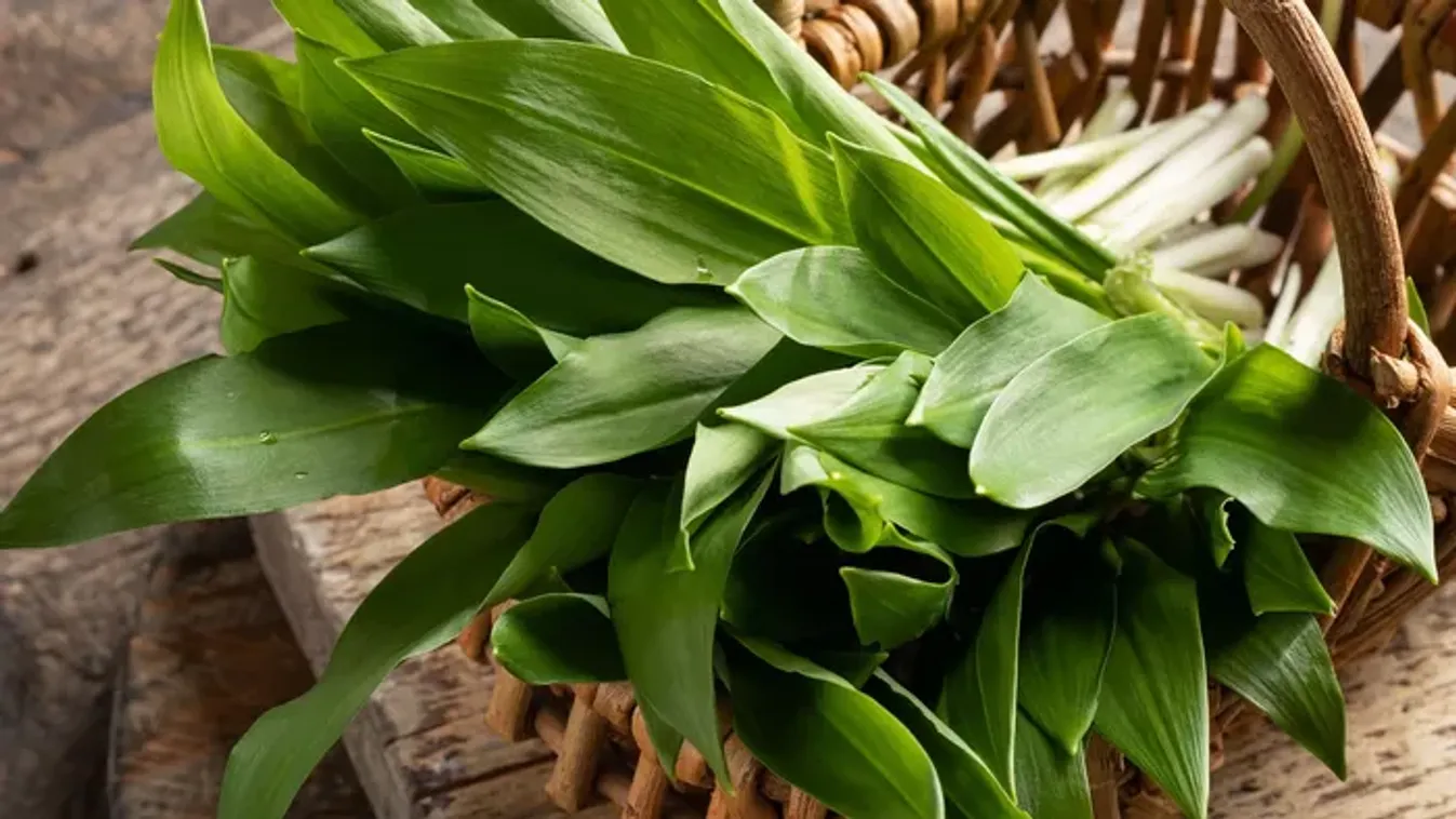 Kezdődik a medvehagymaszezon: itt és így lehet gyűjteni