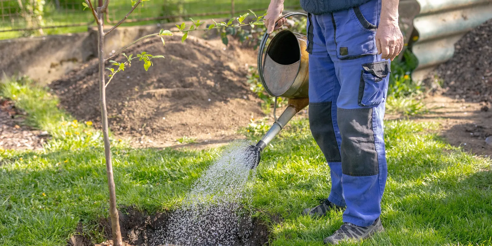 Ez 5 fa mindent kibír, már ültetheted is a kertedbe