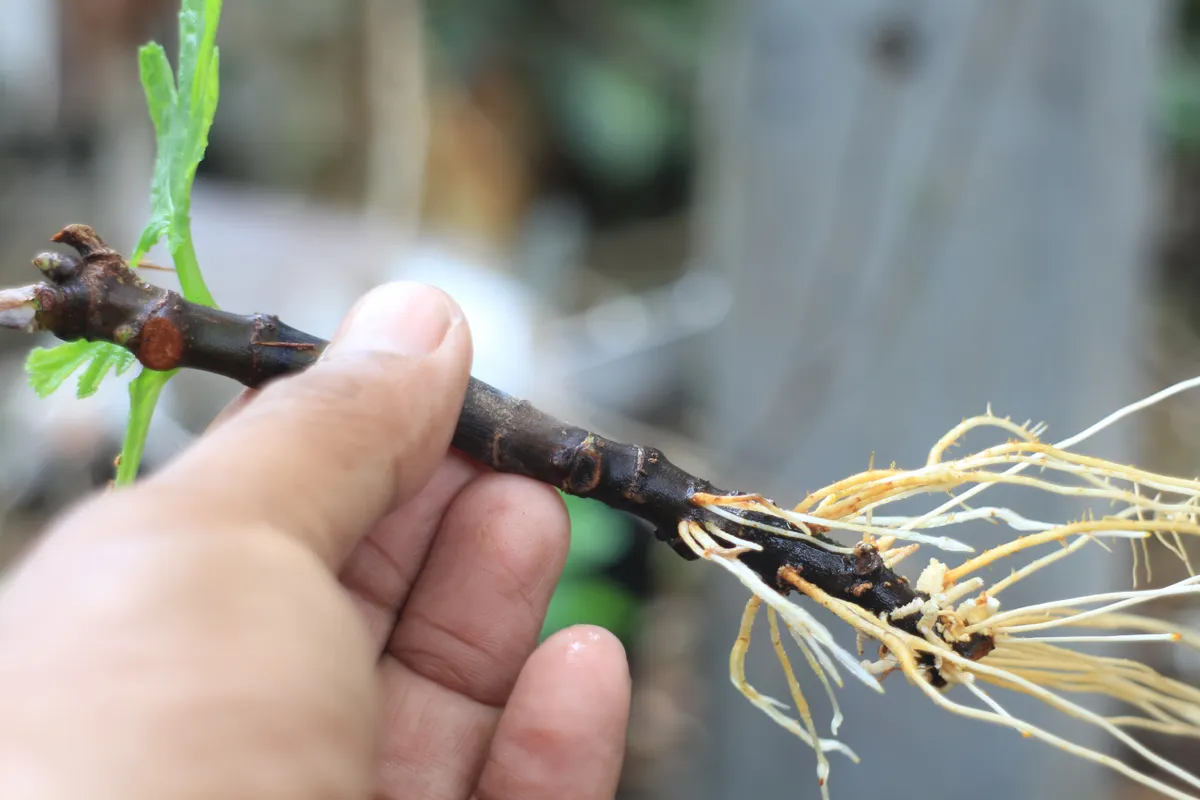 Tavasszal sikeresebb a füge gyökereztetése.