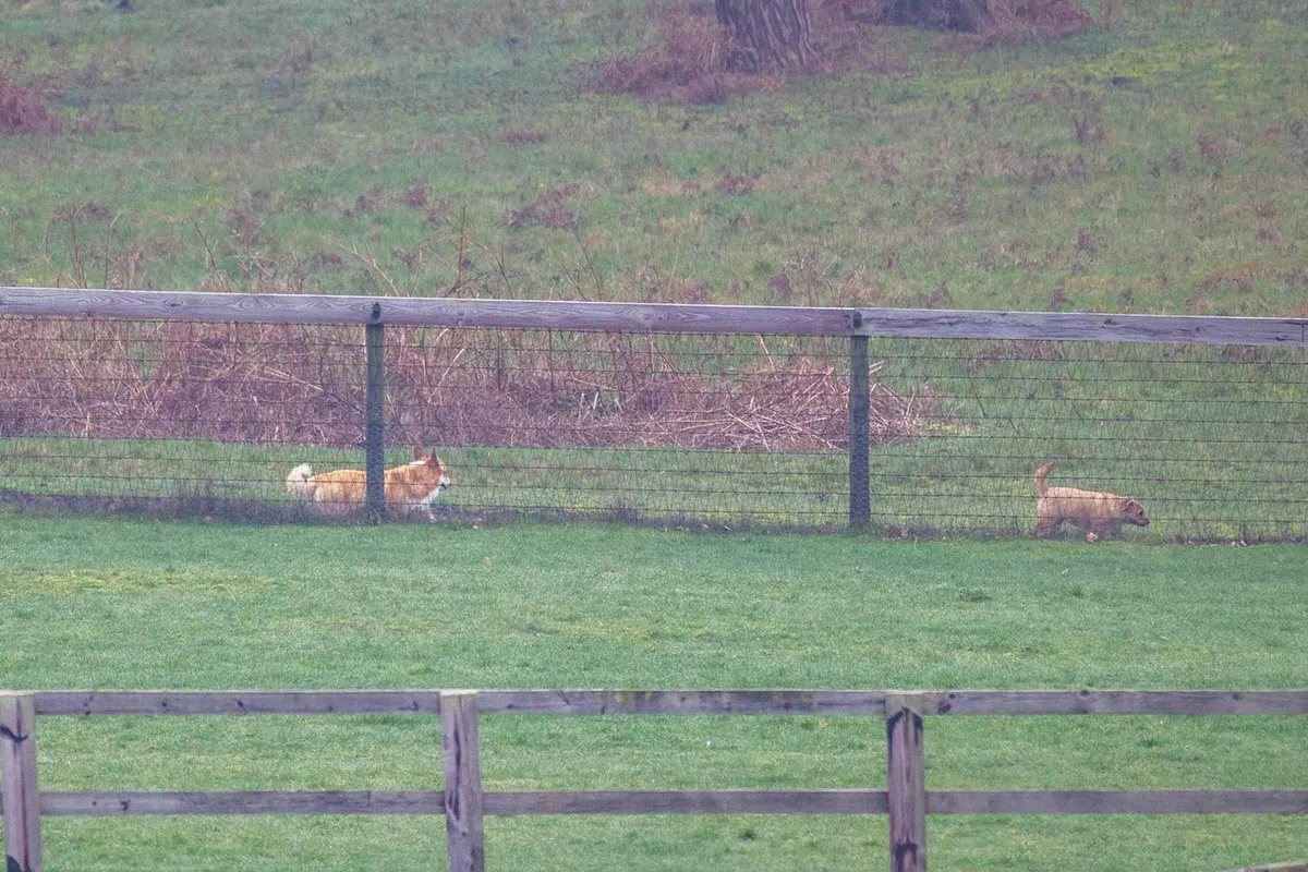 *UK OUT* Andrew Mountbatten Windsor Remains Out Of Public View As Valet Walks Corgis At Sandringham Estate In Norfolk - 09 Mar 2026.