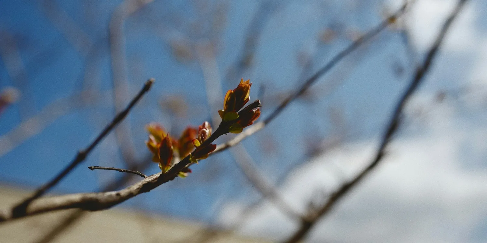 Megjött a jó idő, ránk kacsint a kora tavaszi idő a héten
