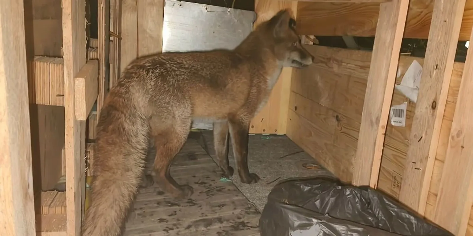 Róka szökött fel egy hajóra Angliában, Amerikában kötött ki