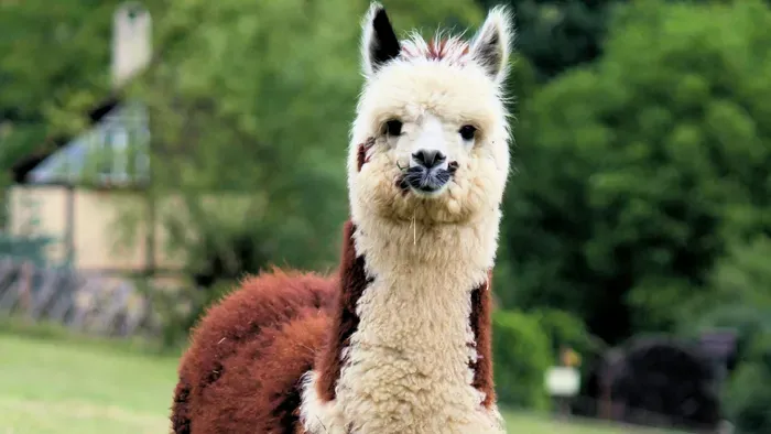 Elképesztő: elszabadult egy láma Budapesten - Videó!