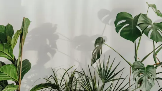 A szakértő rántotta le a leplet: ez a három szobanövény csodát művel a hálószobában