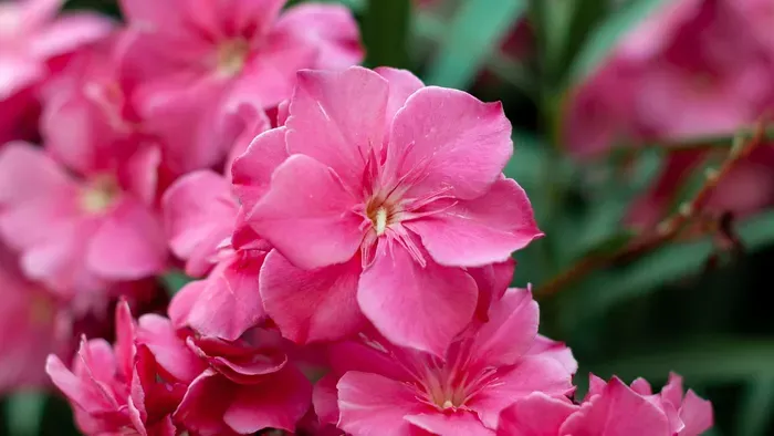 Ezt kell tenned a leanderrel, hogy  nyáron ontsa a virágot