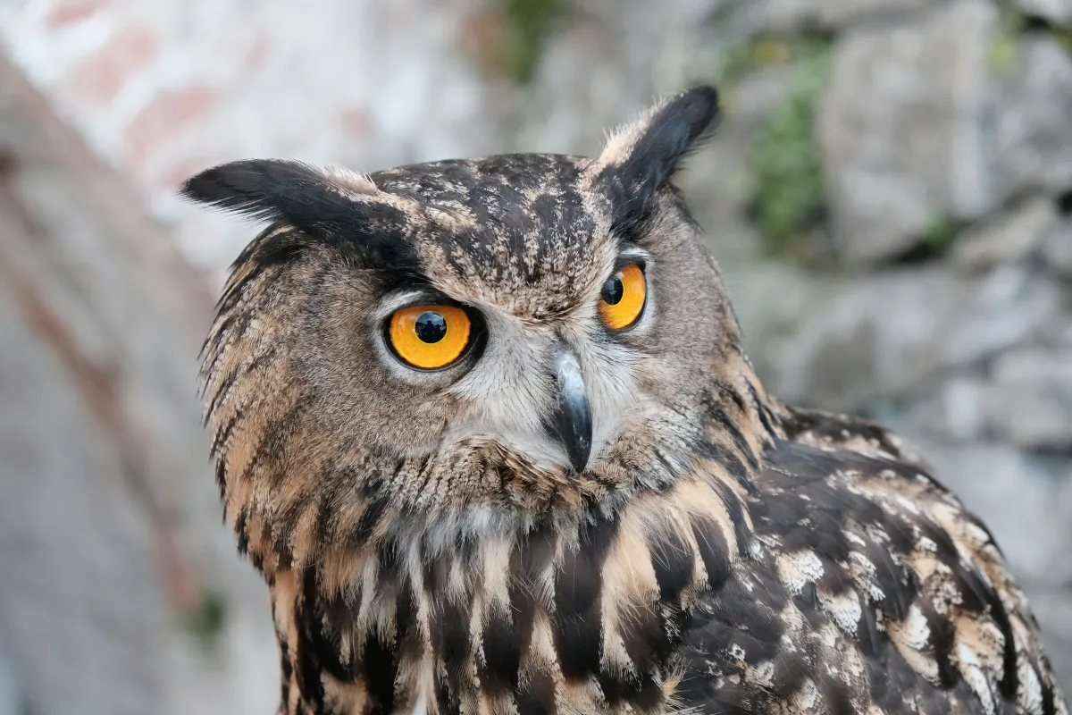 Az uhu Európa és Ázsia egyes területein él, így a csúcsragadozó igencsak távol él a megszokott környezetétől