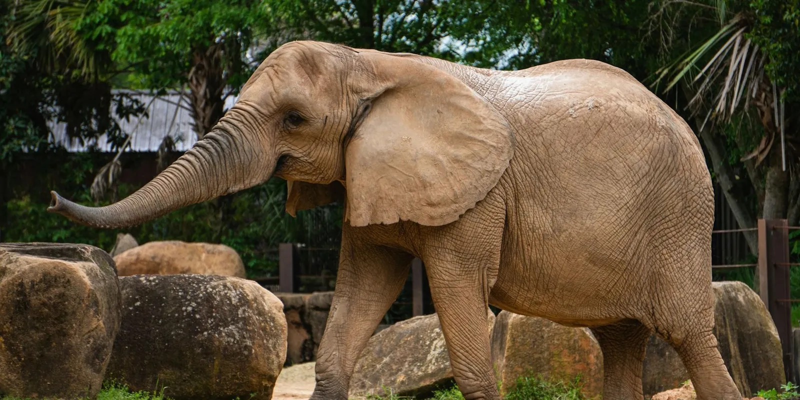 Addig piszkáltak egy sebzett elefántot, míg végül embert ölt