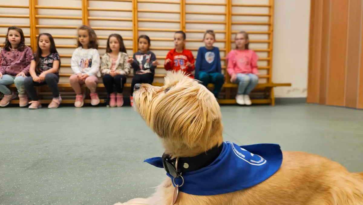 Angie kutya, a gyerekek kedvence, éppen a feladatára koncentrál