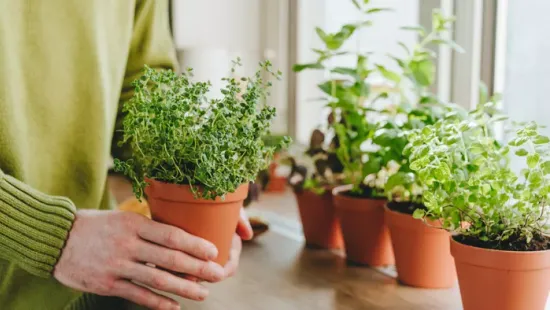 Ezzel a trükkel már március végére lehetnek friss fűszernövényeid