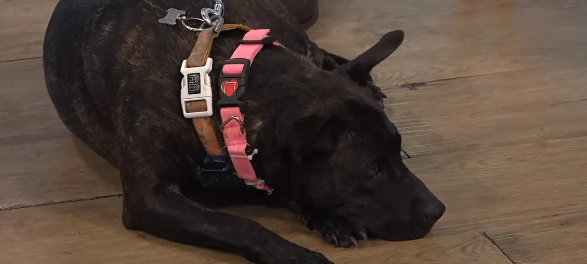 A mesterséges intelligencia segítségével alkották meg Rose vakcináját