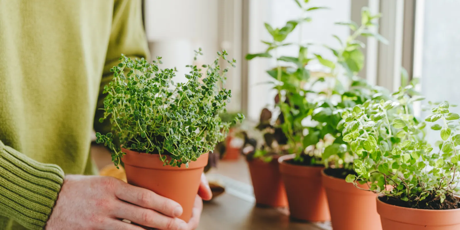Már március végére lehetnek friss fűszernövényeid