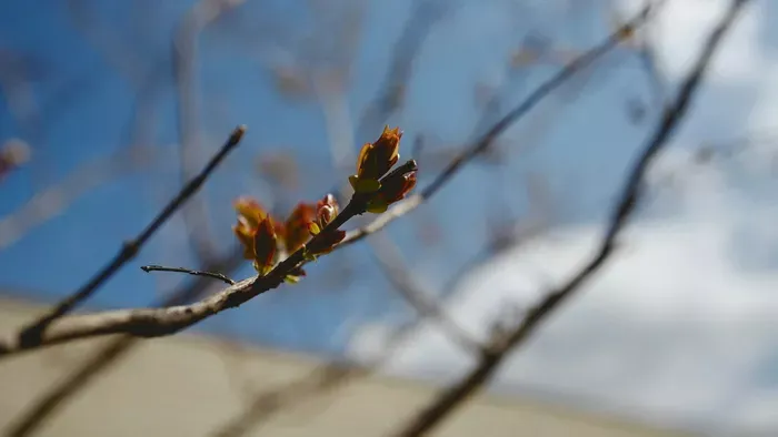 Megjött a jó idő, ránk kacsint a kora tavaszi idő a héten