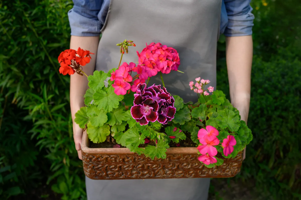 Muskátli Female,Professional,Gardener,,Florist,In,Apron,Holding,Colorful,Geranium,Flowers