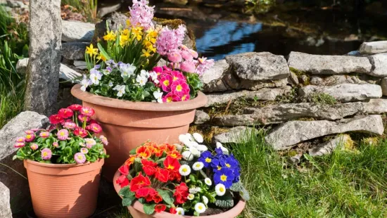 5 virág, amit márciusban kell elültetni, hogy gyönyörű legyen a kert