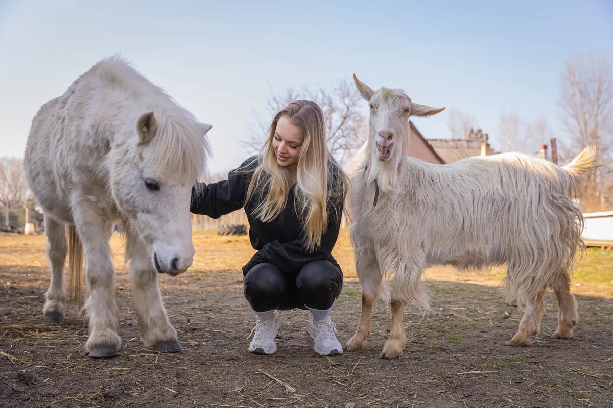 A tanya összes állata jóban van egymással, de a kecske a nagyfőnök 