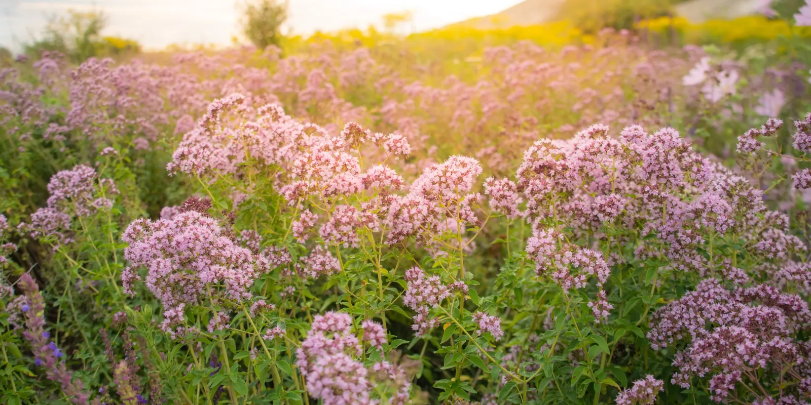 Ha 10-ből 8 gyógynövényt felismersz, jól értesz hozzájuk