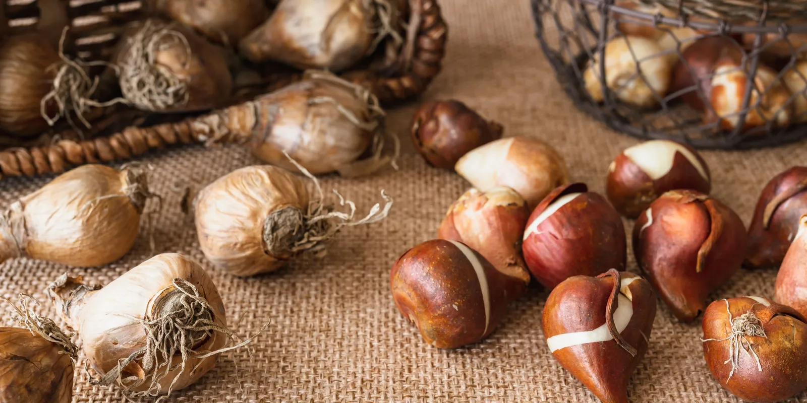 Egyszerű ötlet, tizedannyi munka: Így tedd le a virághagymát a talajba