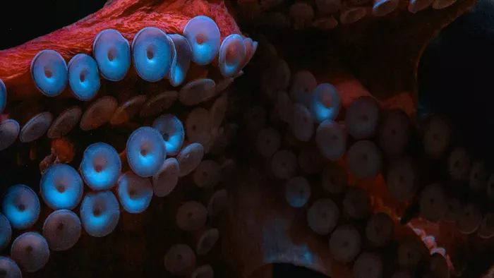 Videón a mítosznak hitt veszélyes tengeri szörny