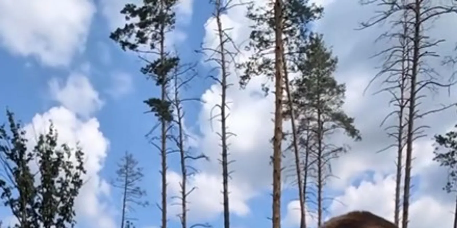  Magyar Péter közeli tanácsadója az ukrán rendezvényen