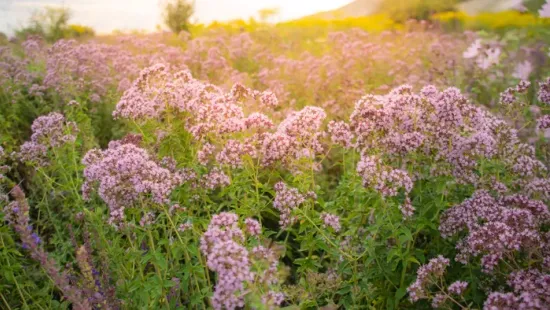 Gyógytea, borogatás, öblögetés: ha 10-ből 8 gyógynövényt felismersz, jól értesz hozzájuk