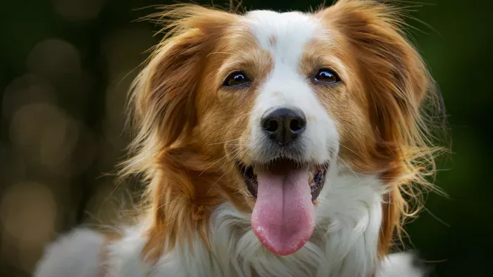 Ezért billenti oldalra a fejét a kutyád, ha hozzászólsz