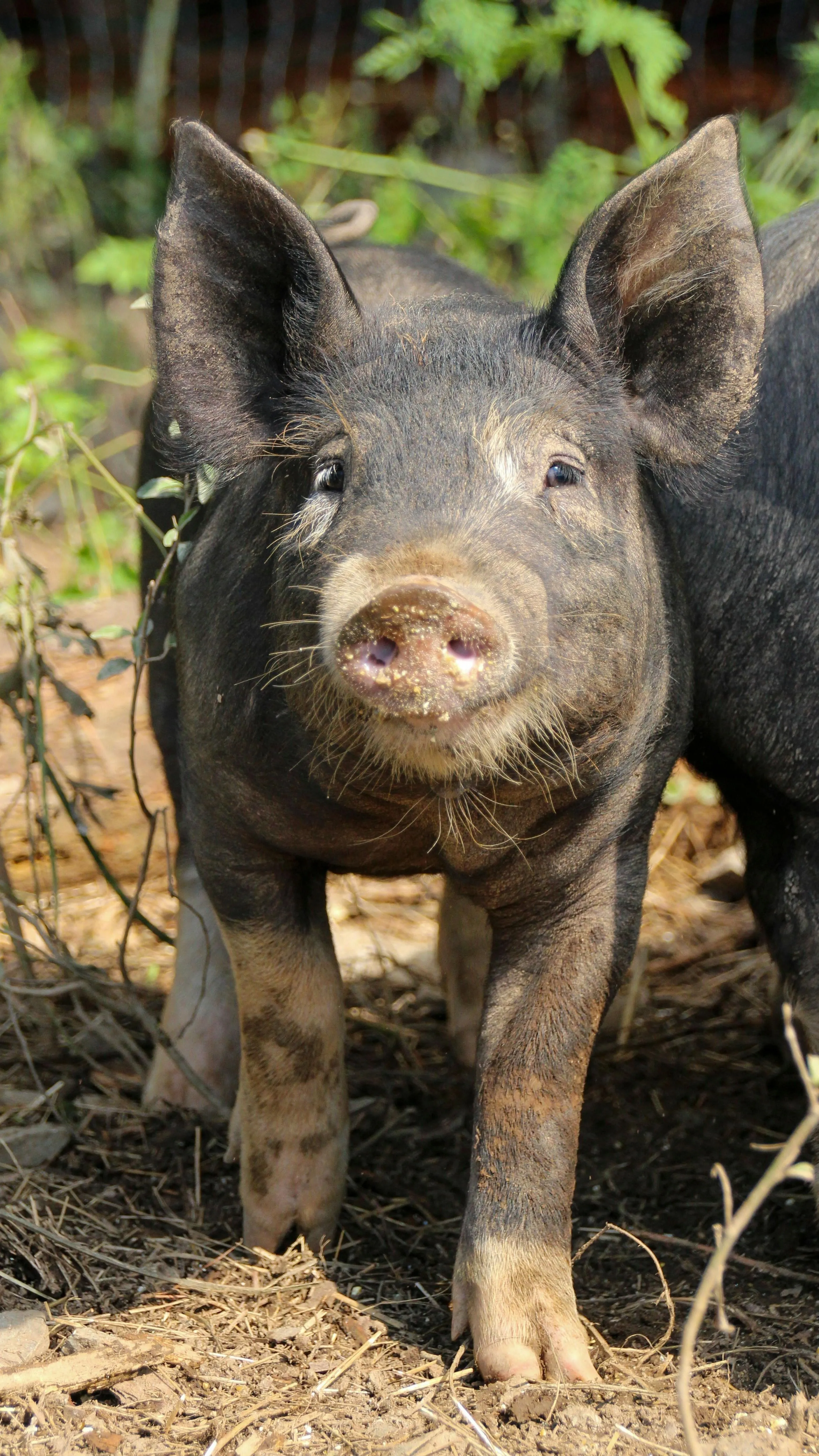 Egy repülő disznó okozott áramszünetet Kínában!