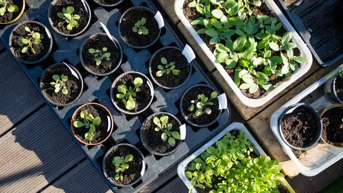 Erre figyelj, ha most kezdesz palántázni!