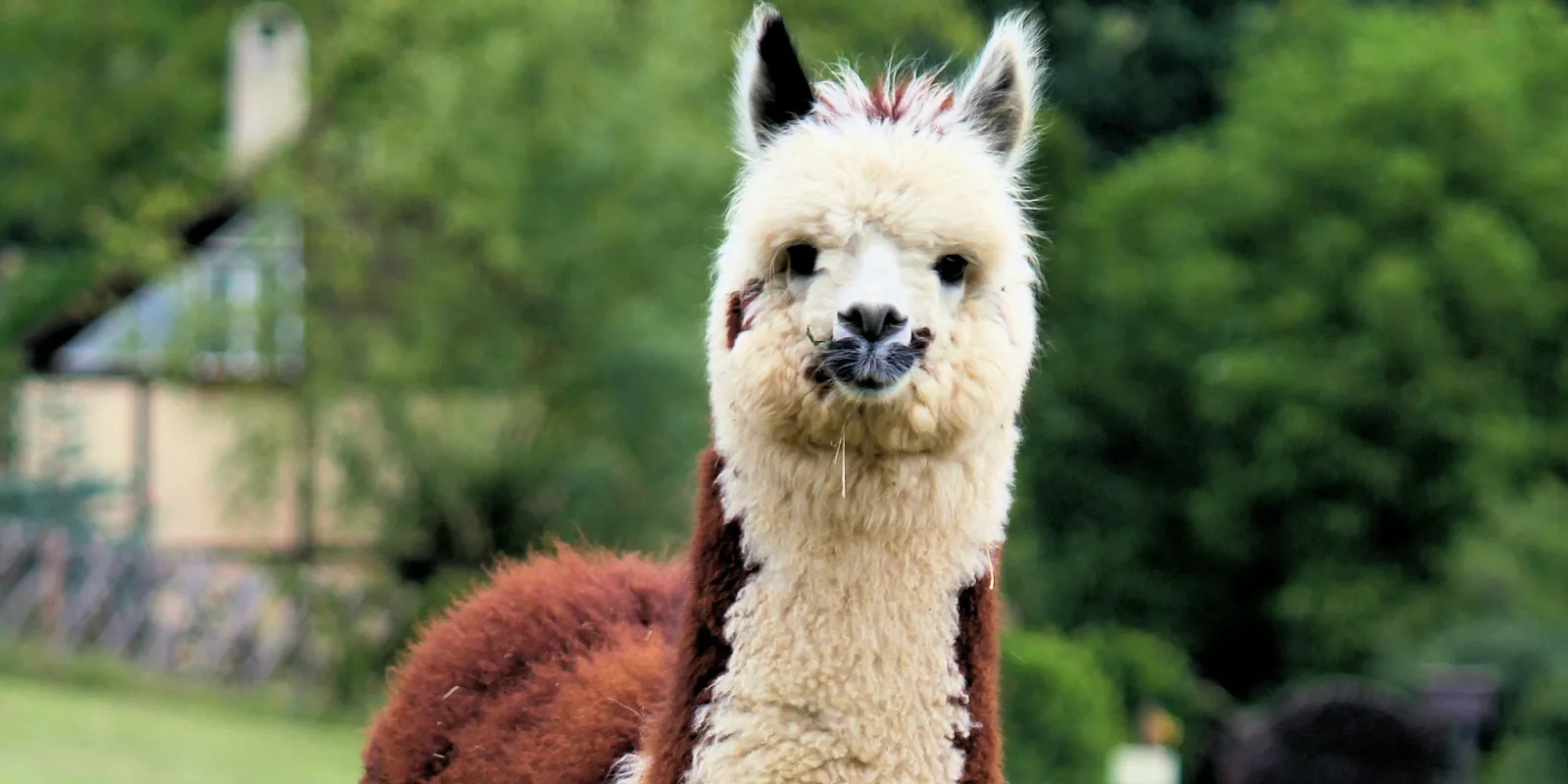 Elképesztő: elszabadult egy láma Budapesten - Videó!